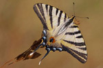 Pa eglarz (Papilio podalirius)