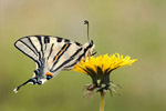 Pa eglarz (Papilio podalirius)