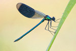 witezianka byszczca (Calopteryx splendens)