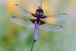 Waka paskobrzucha (Libellula depressa)