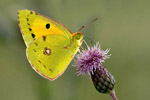 Listkowiec cytrynek (Gonepteryx rhamni)