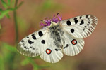 Niepylak apollo (Parnassius apollo)