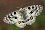 Niepylak apollo (Parnassius apollo)