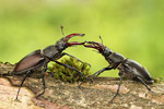 Jelonek rogacz (Lucanus cervus)