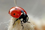 Biedronka siedmiokropka (Coccinella septempunctata)