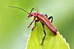 Zmorsznik czerwony (Stictoleptura rubra)