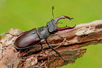 Jelonek rogacz (Lucanus cervus)