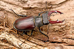 Jelonek rogacz (Lucanus cervus)