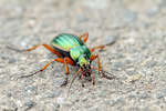 Biegacz (Carabus)