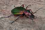 Biegacz zielonozoty (Carabus auronitens)