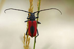 ciga purpurowa (Pyrrhidium sanguineum)