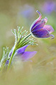 Sasanka zwyczajna (Pulsatilla vulgaris)