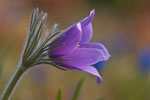 Sasanka zwyczajna (Pulsatilla vulgaris)