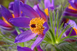 Sasanka zwyczajna (Pulsatilla vulgaris)