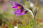 Sasanka zwyczajna (Pulsatilla vulgaris)