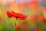 Mak polny (Papaver rhoeas)