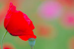 Mak polny (Papaver rhoeas)