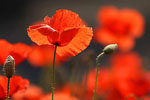 Mak polny (Papaver rhoeas)