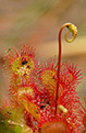 Rosiczka okrgolistna (Drosera rotundifolia)