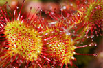 Rosiczka okrgolistna (Drosera rotundifolia)