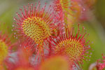 Rosiczka okrgolistna (Drosera rotundifolia)