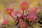 Rosiczka okrgolistna (Drosera rotundifolia)