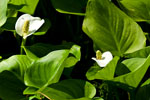 Czermie botna (Calla Palustris)