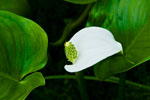 Czermie botna (Calla Palustris)