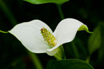 Czermie botna (Calla Palustris)