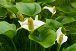 Czermie botna (Calla Palustris)