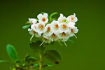 Borwka brusznica (Vaccinium vitis-idaea)