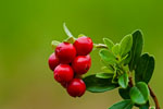 Borwka brusznica (Vaccinium vitis-idaea)