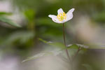 Zawilec gajowy (Anemone nemorosa)