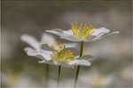 Zawilce gajowce (Anemone nemorosa)