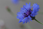 Chaber bawatek (Centaurea cyanus)