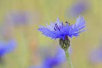 Chaber bawatek (Centaurea cyanus)