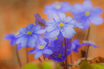 Przylaszczka pospolita (Hepatica nobilis)