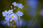 Niezapominajka (Myosotis)