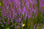 Wrzos zwyczajny (Calluna vulgaris)