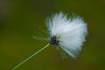 Wenianka wskolistna (Eriophorum angustifolium)