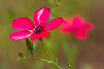 Bodziszek czerwony (Geranium sanguineum)