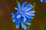 Cykoria podrnik (Cichorium intybus)