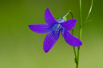 Dzwonek rozpierzchy (Campanula patula)