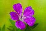 Bodziszek kowy (Geranium pratense)