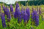 ubin trway (Lupinus polyphyllus)