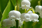 Konwalia majowa (Convallaria majalis)