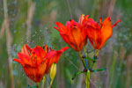 Lilia bulwkowata (Lilium bulbiferum)