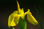 Kosaciec ty (Iris pseudacorus)