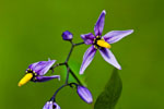 Psianka sodkogrz (Solanum dulcamara)