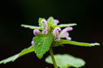 Poziewnik szorstki (Galeopsis tetrahit)